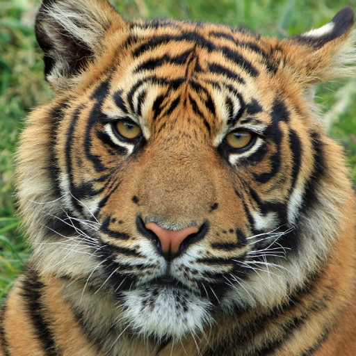 Tiger Sounds logo