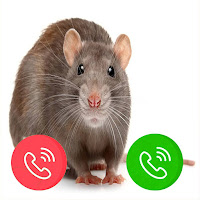 Rat video fake video call - cat fake video call