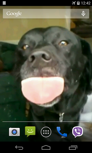 Dog licks glass Live Wallpaper Screen 3