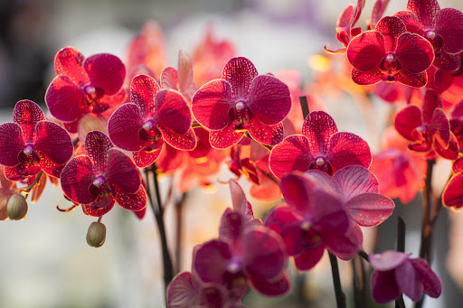 Orchid Wallpaper HD Screen 2