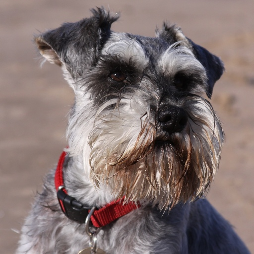 Miniature Schnauzer Dog HD  Icon