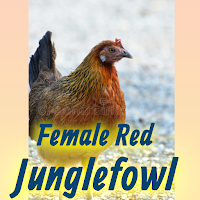 Female Red Jungle Fowl Sound Hd Mp3 Offline