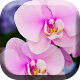 Pretty Orchids Live Wallpaper icon