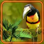 Cover Image of Herunterladen Tropical Birds  APK