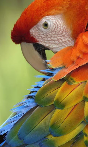 Talking Parrot Free LWP