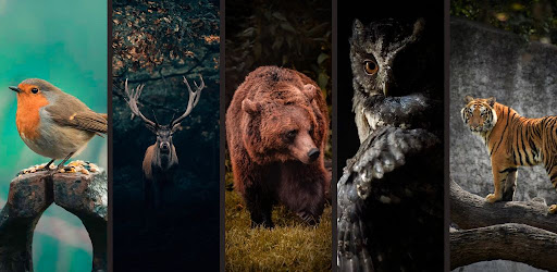 Animal Wallpapers