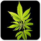Best Weed Wallpapers icon