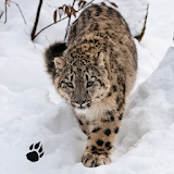 Snow Leopard Chase Simulator icon
