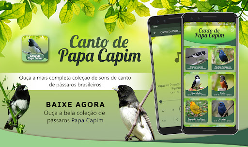 Canto De Papa Capim