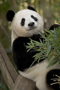 panda wallpaper