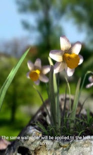 Natur Live❁ Frühlingsblumen XL Screenshot