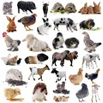 Cover Image of Herunterladen Voices of animals  APK