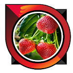 Cover Image of ダウンロード how to cultivate strawberries  APK
