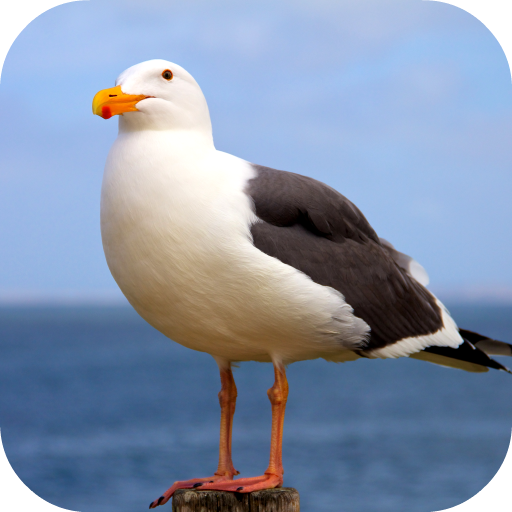 Seagull Sounds logo