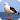 Seagull Sounds