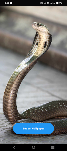 King Cobra Wallpaper Screen 3