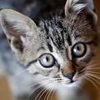 GUESS THE ANIMAL QUIZ
