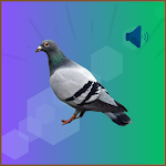 Pigeon Sounds