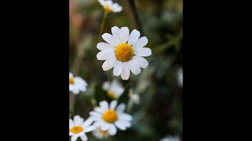 Flowers:Flores Screen 3
