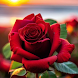 Red Rose Wallpapers Flowers - Androidアプリ