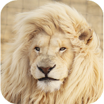 Cover Image of Baixar Lion Wallpapers  APK