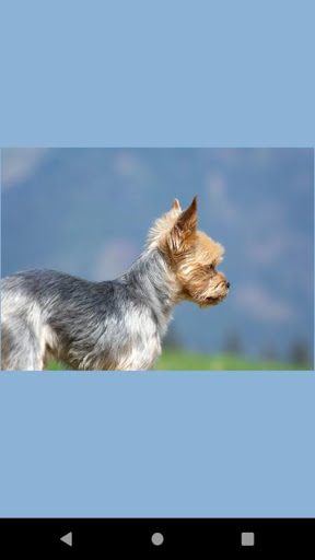 Terrier dog photos Screen 2