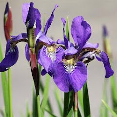 Iris: HD Flower Wallpapers and icon