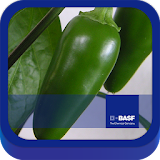 BASF México-Cultivo del Chile icon