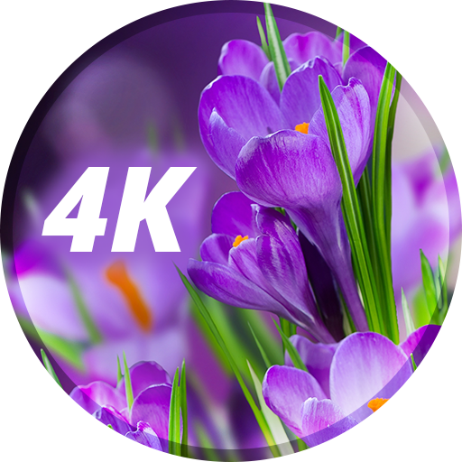 Flowers Wallpapers in 4K  Icon