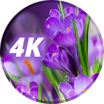 Cover Image of Baixar Papéis de parede de flores em 4K  APK