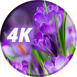 Flowers Wallpapers in 4K Apk