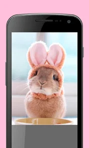Fondos de Pantalla: Conejos – Apps bei Google Play