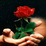 Red Rose For You LWP icon