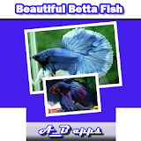 Beautiful Betta Fish icon