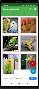 Budgerigar Camera for Parakeet スクリーンショット