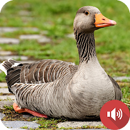 Icon image Goose Sounds