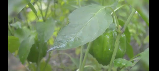Food Forest TV Screen 3