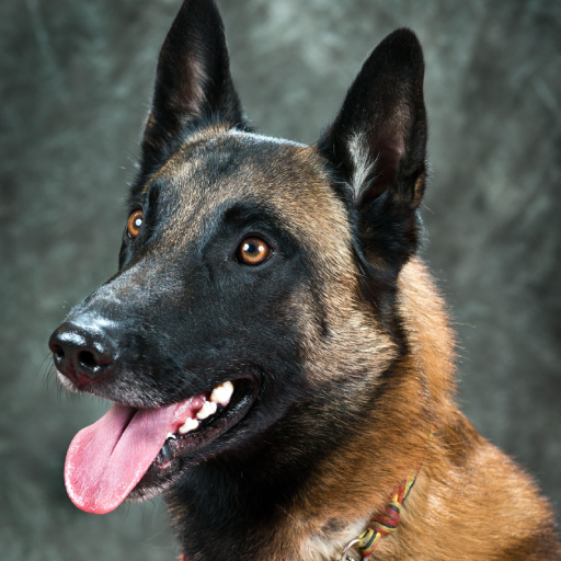 Belgian Malinois Wallpapers logo