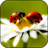 Ladybug HD Wallpaper icon