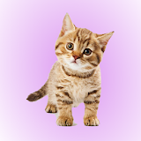 Cat Soundboard icon