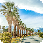 Cover Image of 下载 Palm Springs Wallpaper  APK