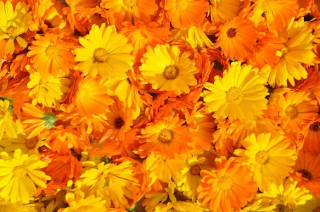 Marigold Flower Wallpaper HD