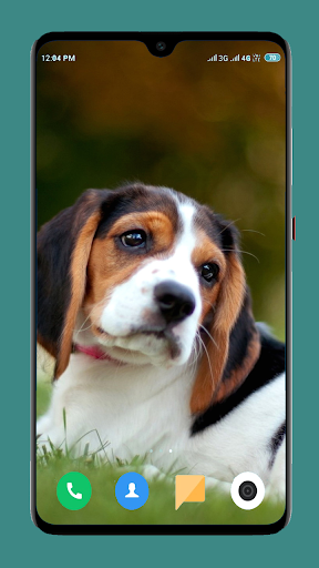 Dog Wallpaper 4K Screen 2