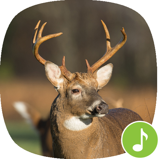 Appp.io - Deer Sounds Auf Windows herunterladen