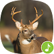 Appp.io - Deer Sounds Download on Windows