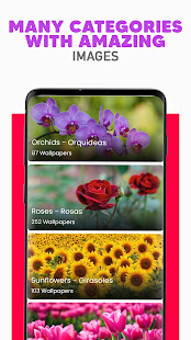 Flower Wallpapers HD - Roses Wallpaper HD