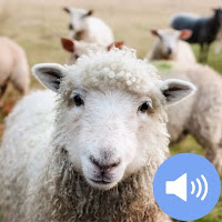 Sheep Sounds and Wallpapers