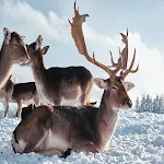 Cover Image of 下载 Deer HD Wallpaper  APK