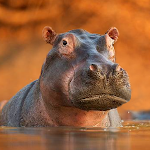 Cover Image of Télécharger The Hippo  APK