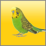 Budgies Song icon